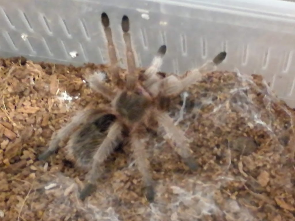 Grammostola