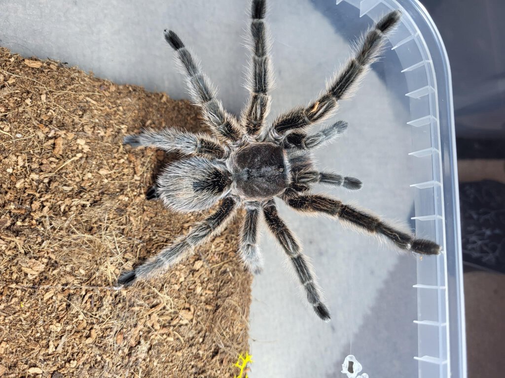 Grammostola