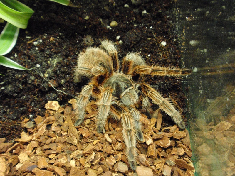 Grammostola .... ?