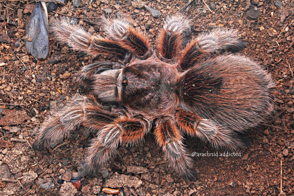 Grammosttola rosea.