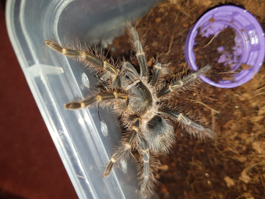 Grammy Pulchripes (Bumble)