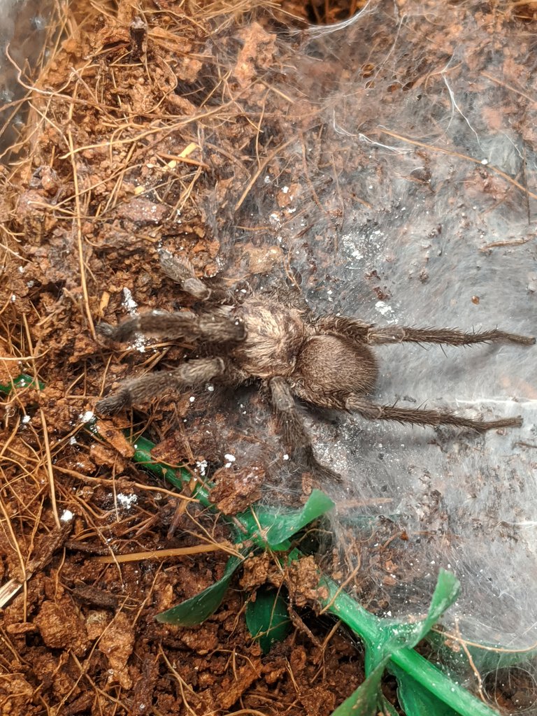 Grand Cayman Tarantula