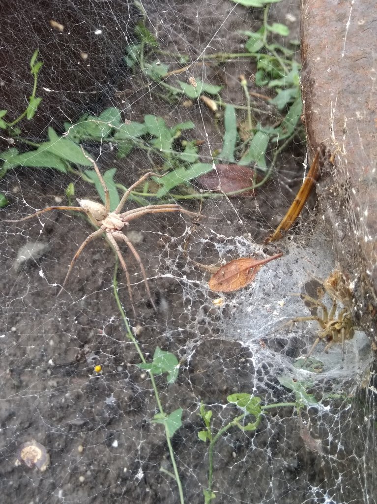 Grass spiders mating?