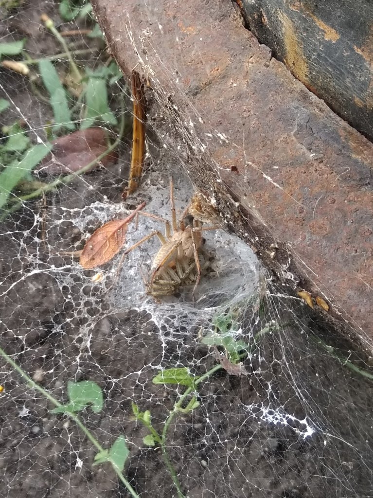 Grass spiders mating?