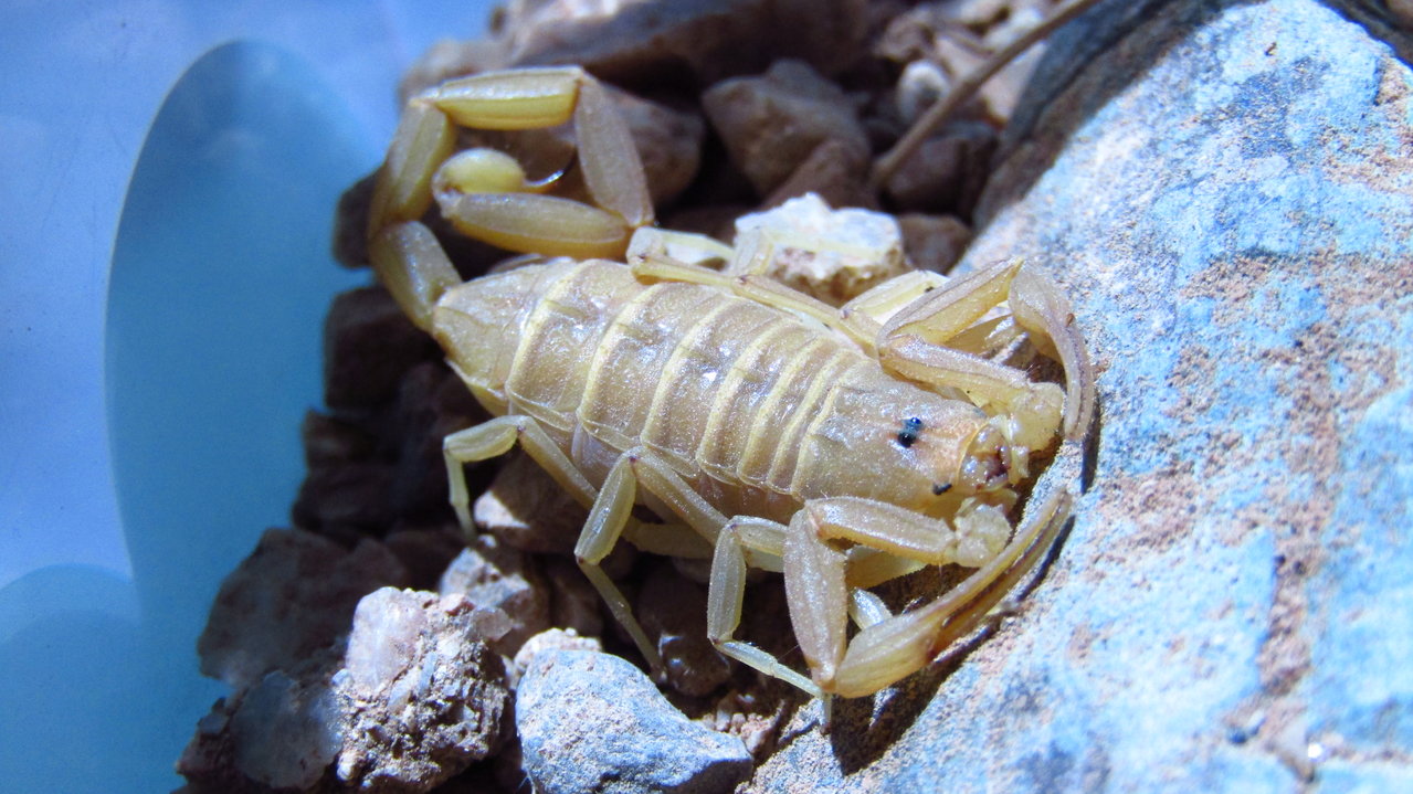 Gravid Bark Scorpion