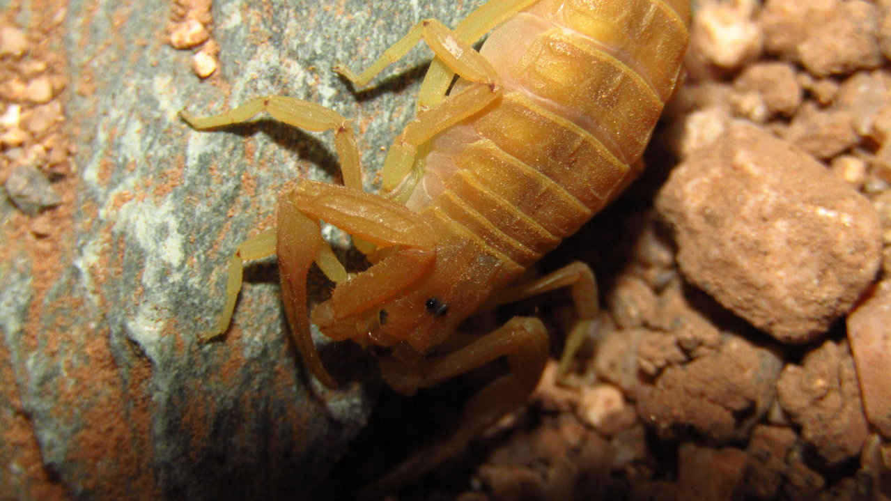 Gravid Bark Scorpion