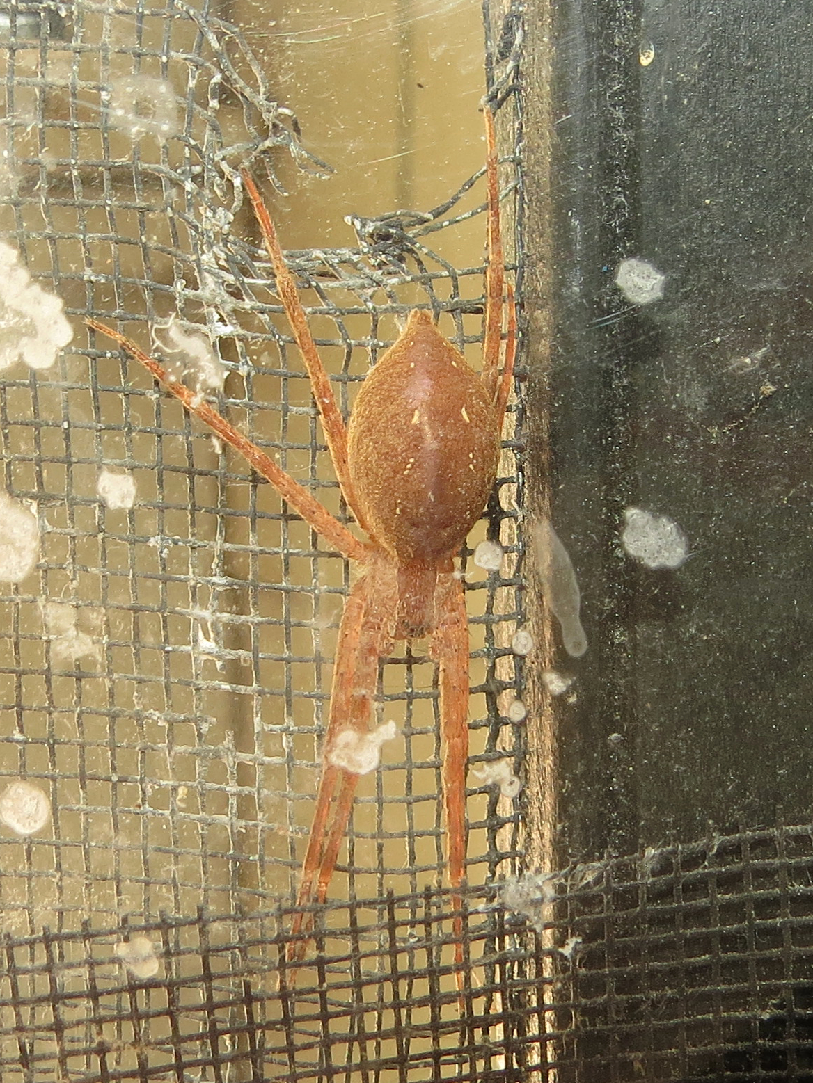 Gravid Nursery Web Spider (Pisaurina mira)