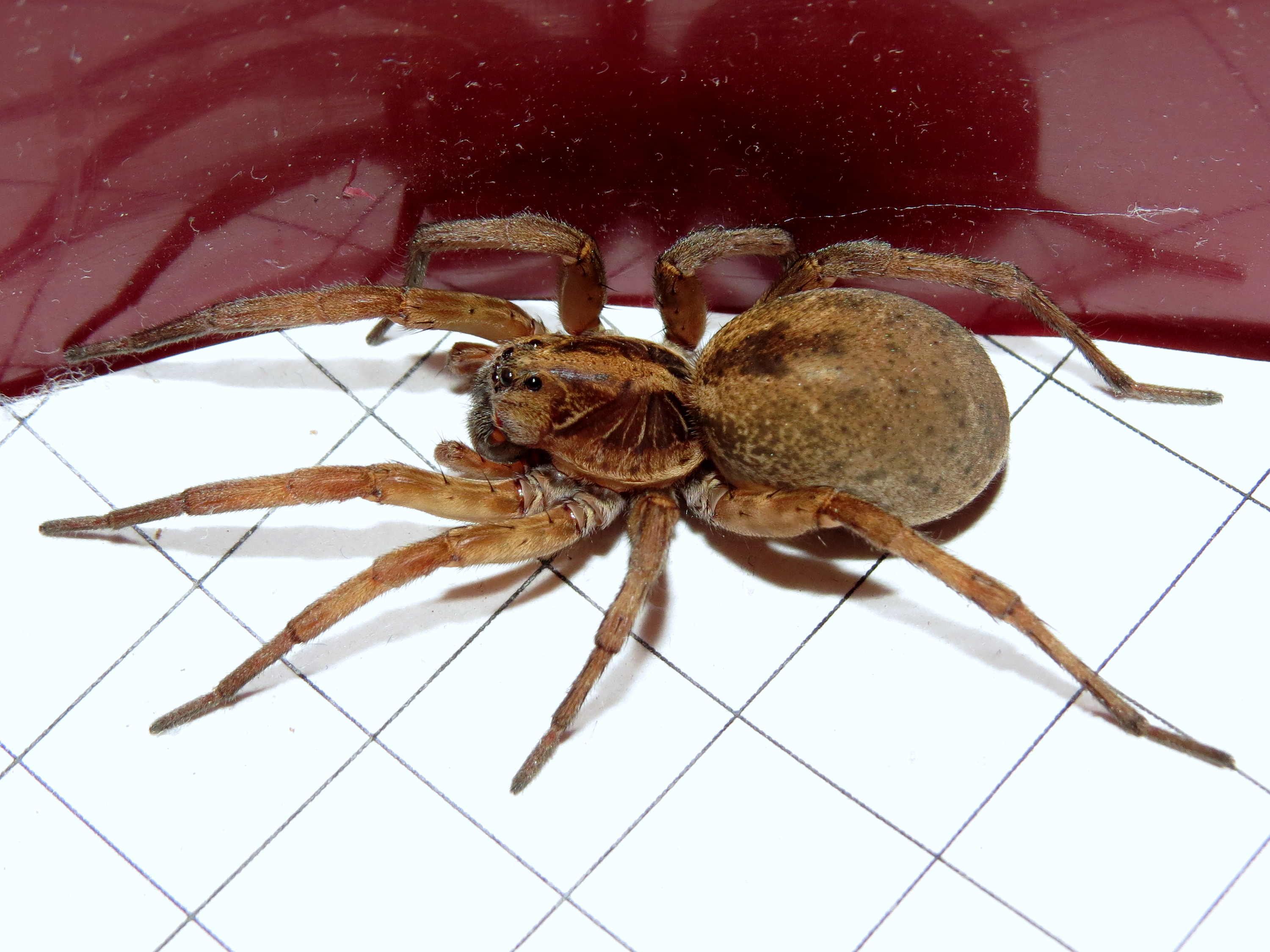 Gravid Wolf Spider (♀ Hogna lenta) [1/2]