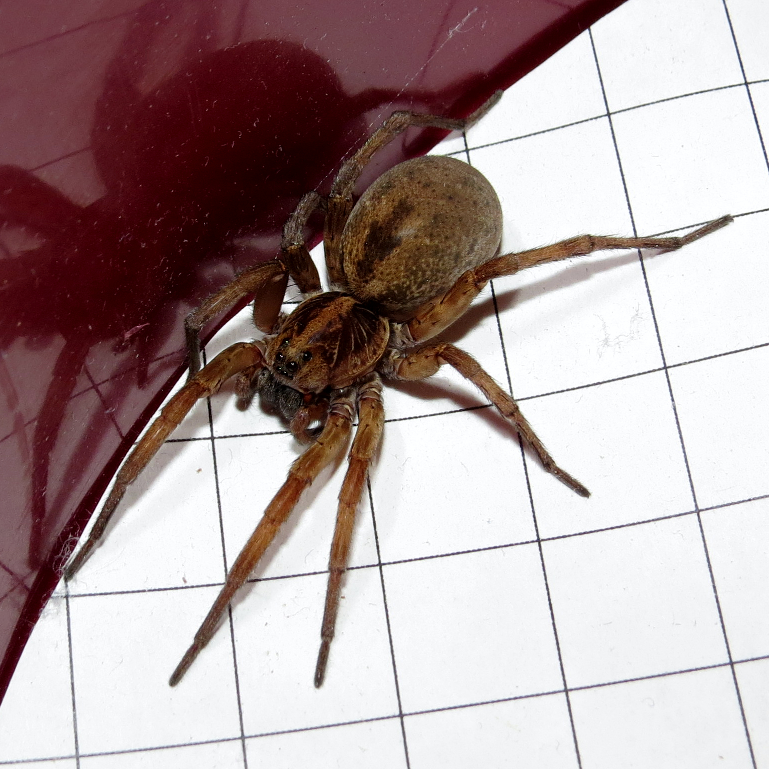 Gravid Wolf Spider (♀ Hogna lenta) [2/2]