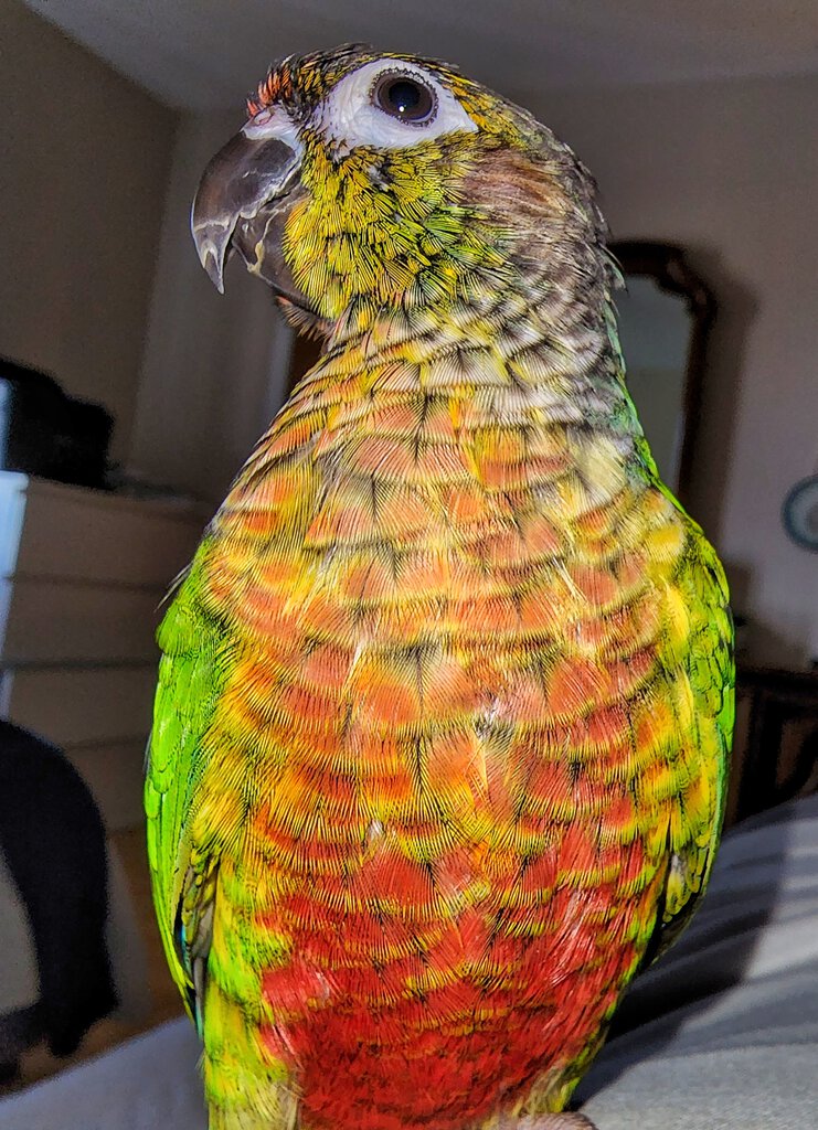 Green cheek conure alarm