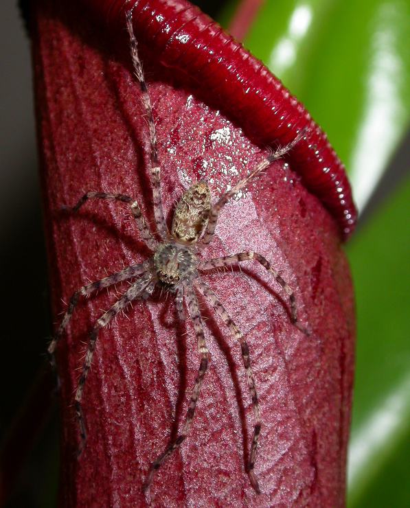 Green huntsman Heteropoda boiei