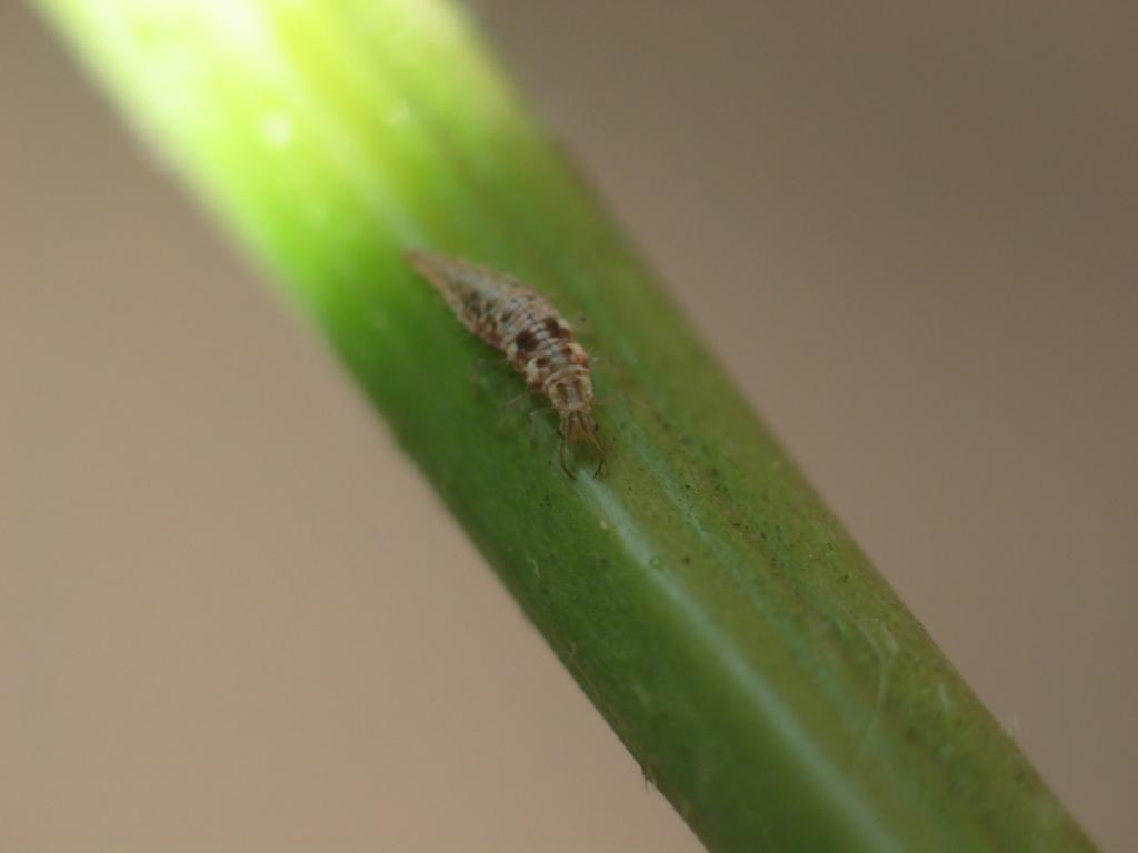 Green Lacewing (larva)