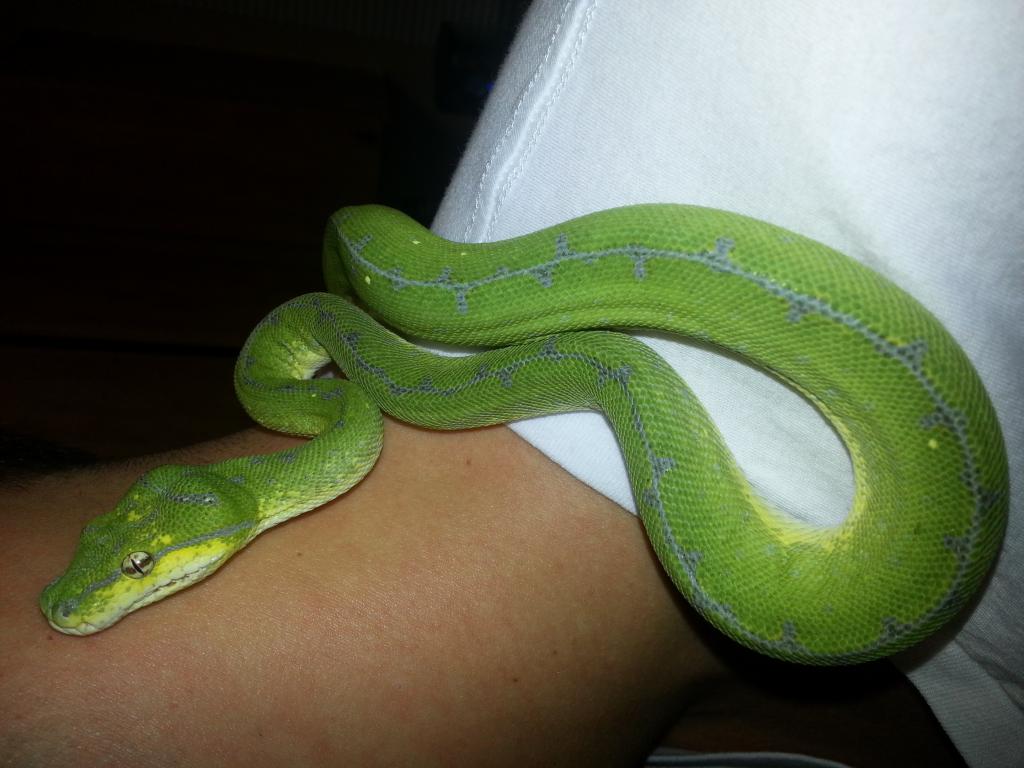 Green Tree Python