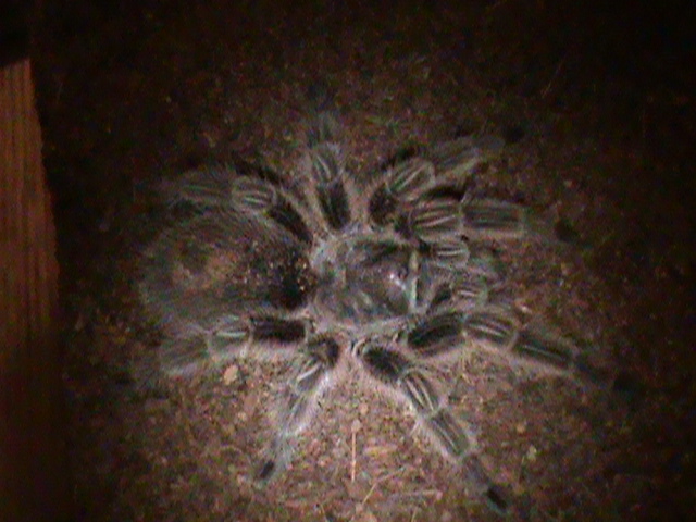 Grommoastola Rosea