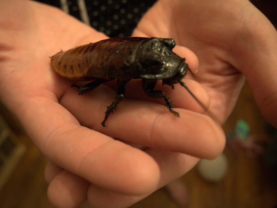 Gromphadorhina portentosa (adult male)