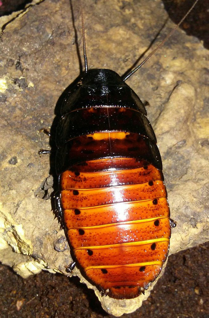 Gromphadorhina portentosa