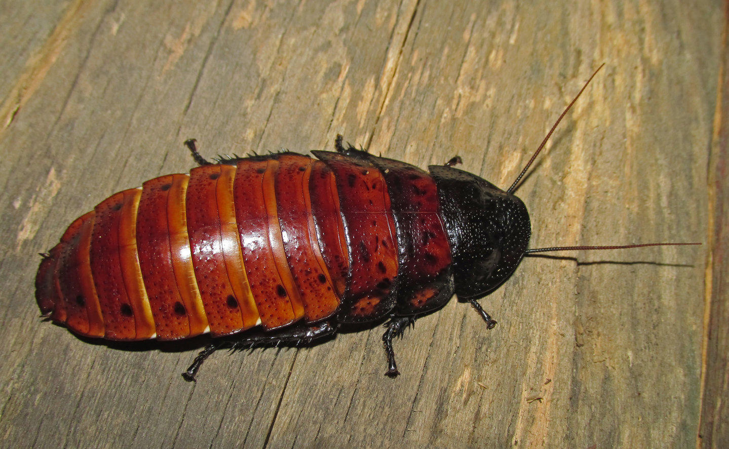 Gromphadorhina sp.