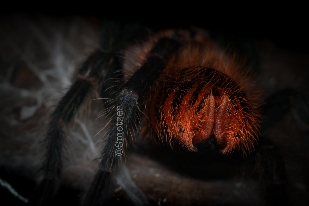 Groops the Chromatopelma cyaneopubescens