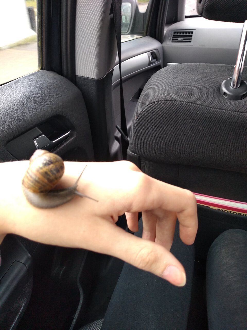Grove Snail
