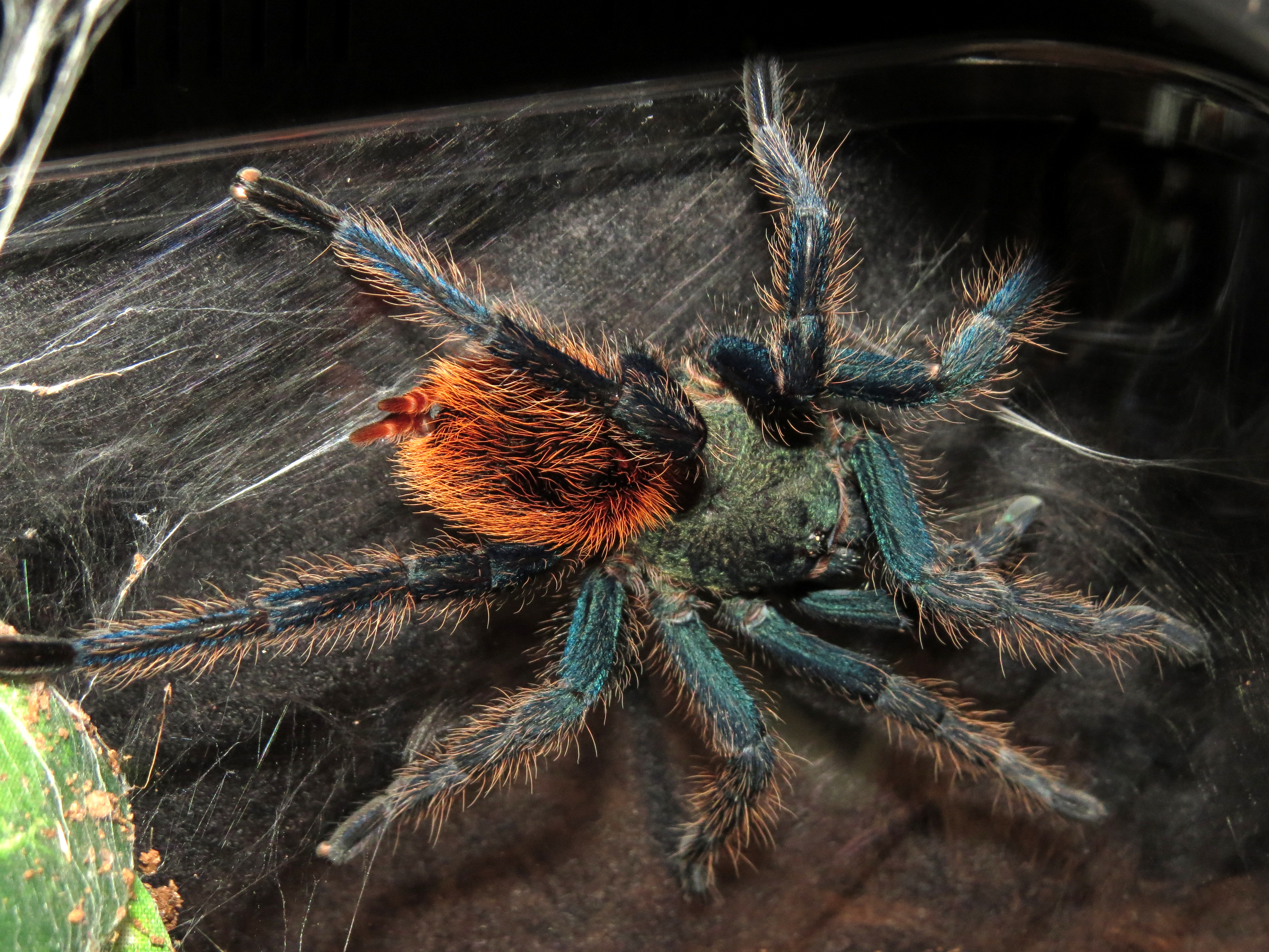 Growing Boy (♂ Chromatopelma cyaneopubescens)