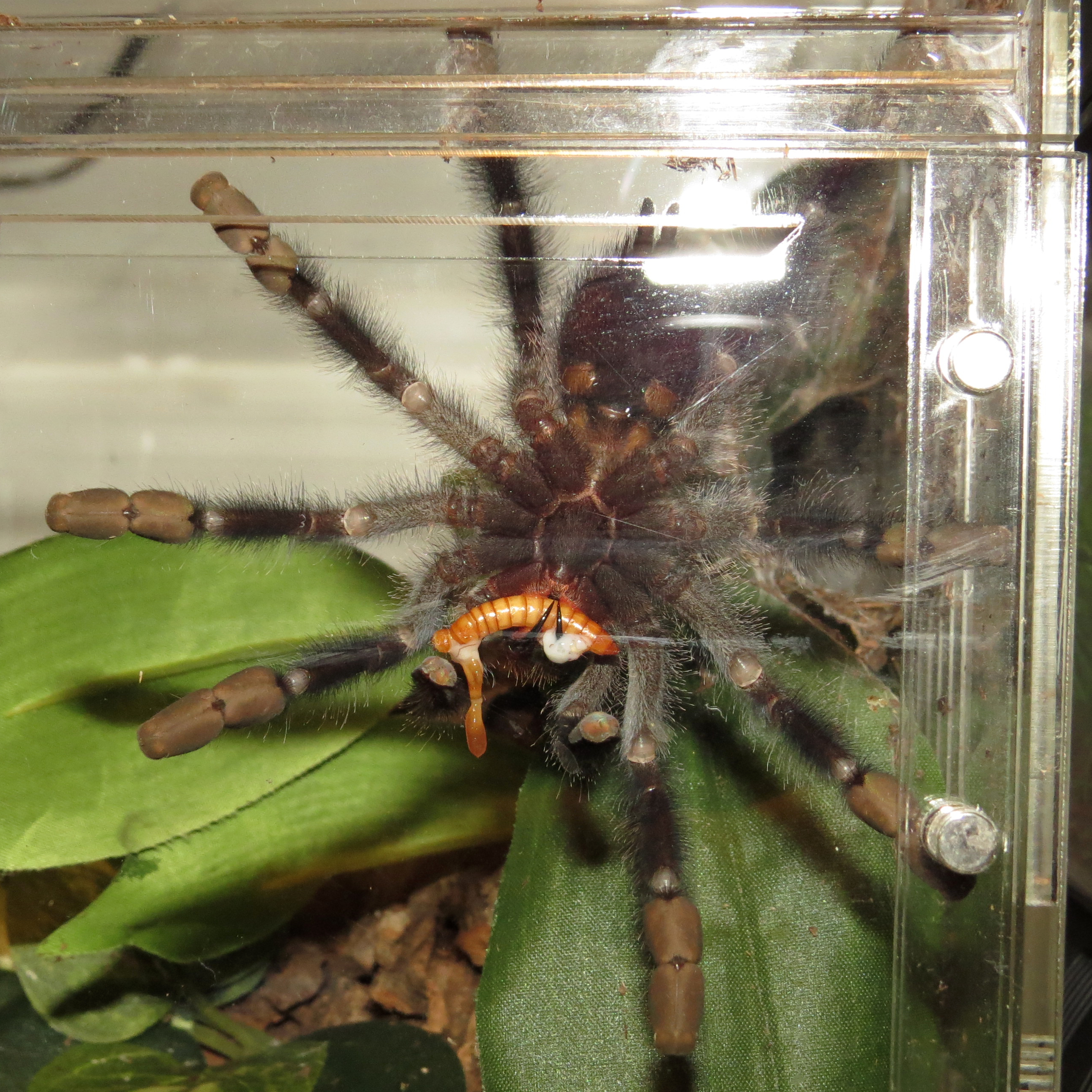 Gruesome! (♀ Avicularia avicularia 4.00")