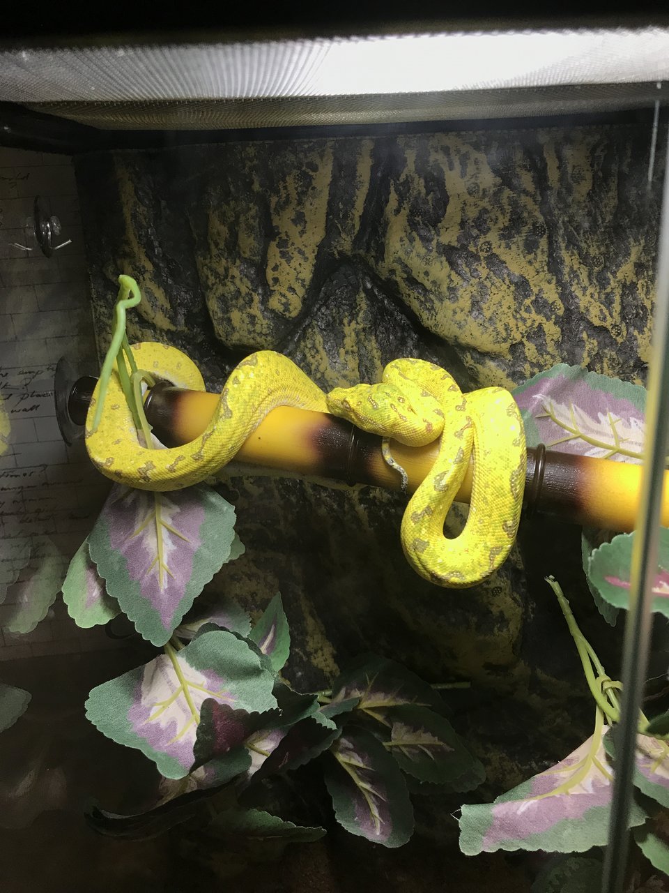 GTP stretched out