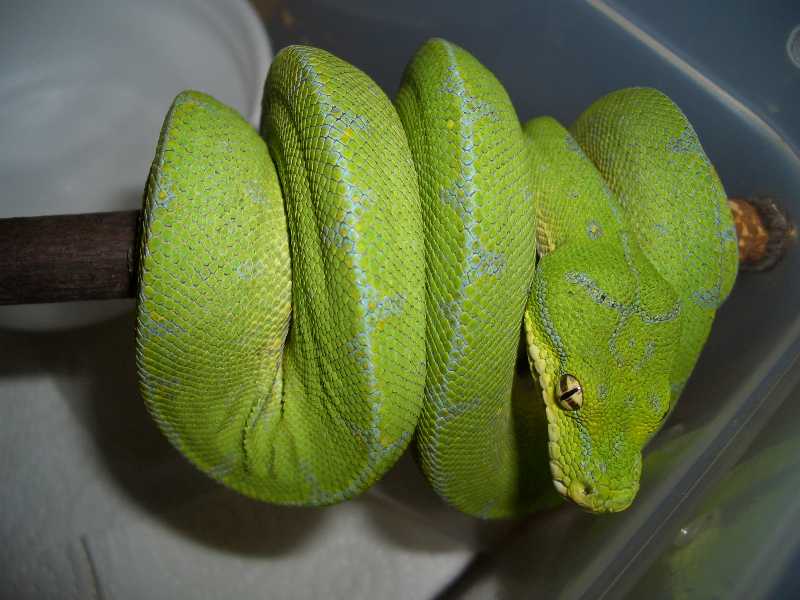 gtp