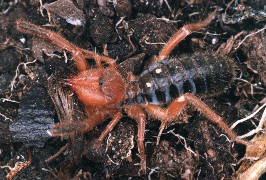 Gublia dorsalis