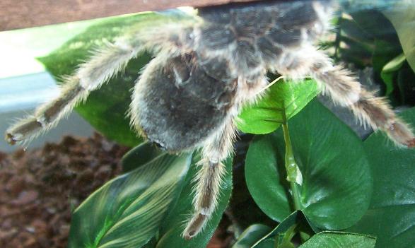 Gypsy Rose (Grammostola)