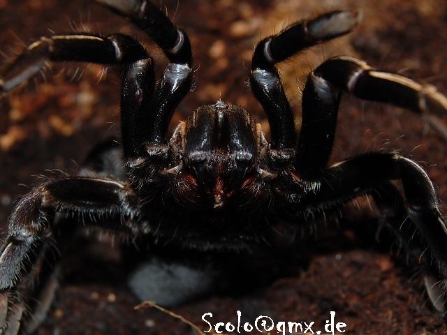 H.albopilosum