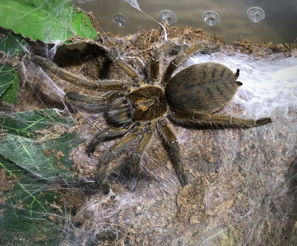 H. cafreriana