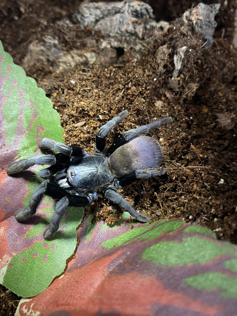 H devamatha female