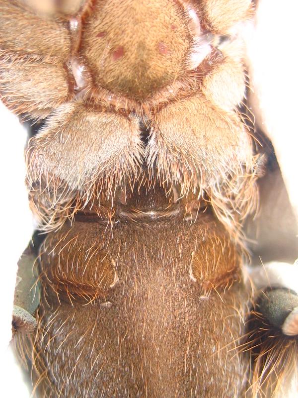 H. gigas 2