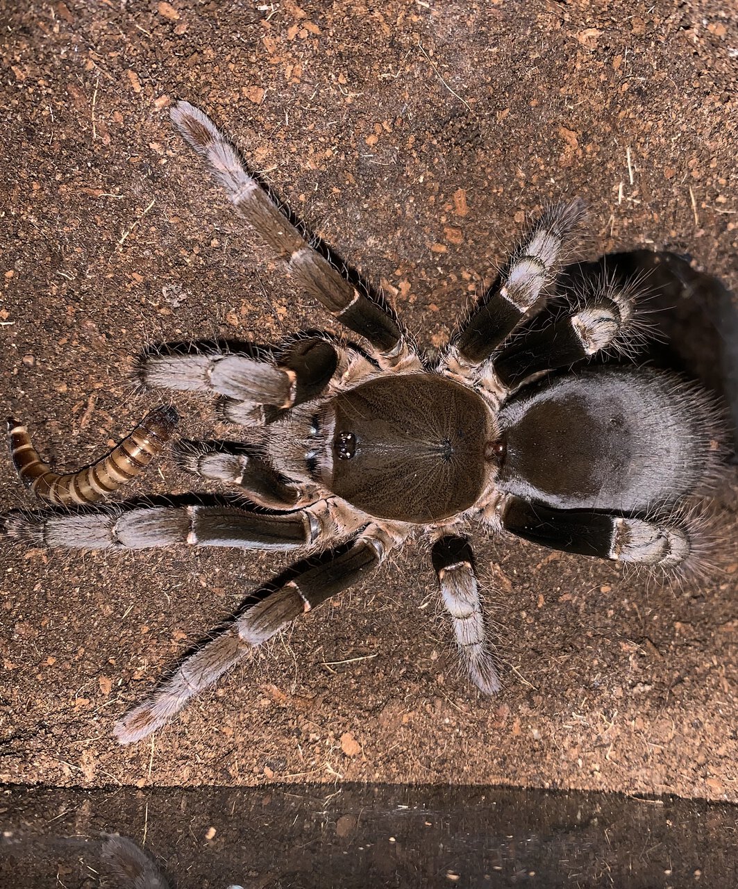 H. gigas female