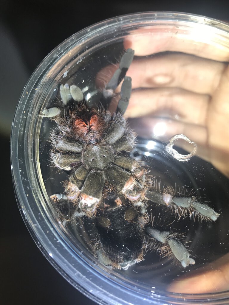 H gigas I just got, took some pics in transfer cup since I assume it’ll be burrowed