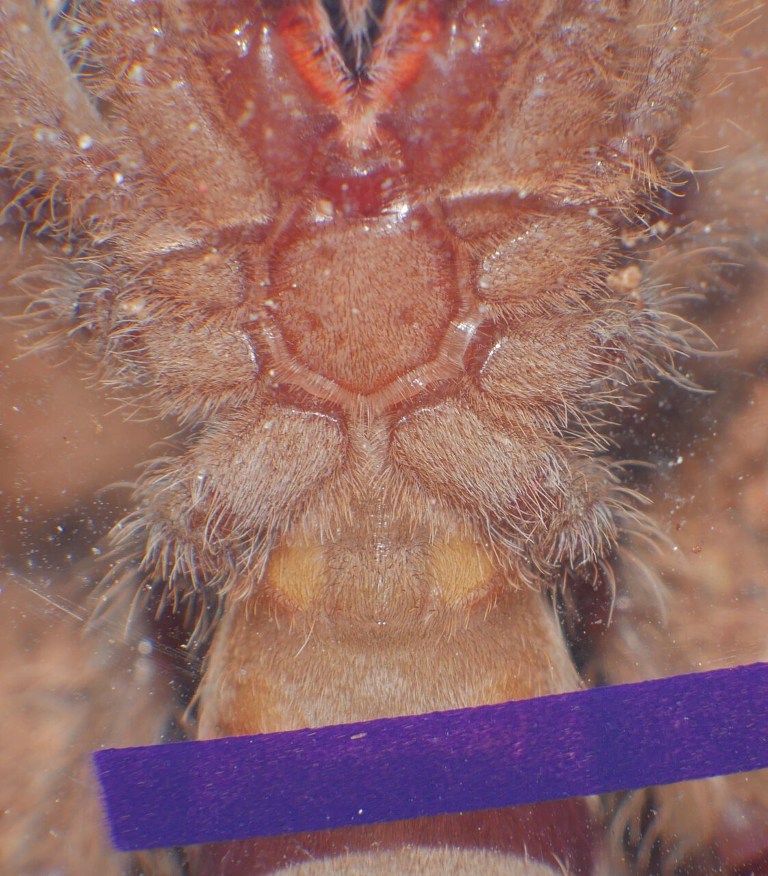 H gigas ventral sexing