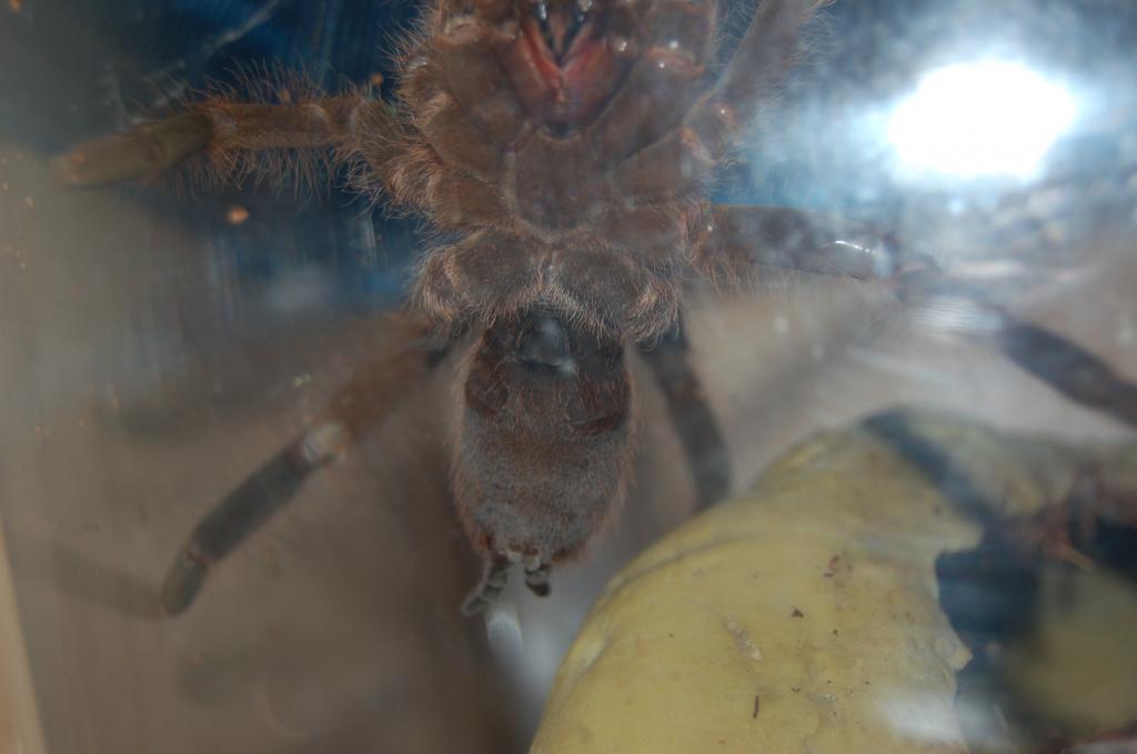 H. gigas