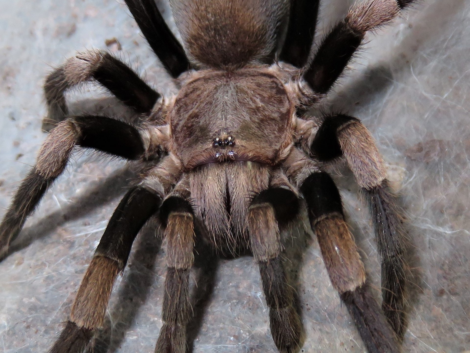 H. himalayana, AF