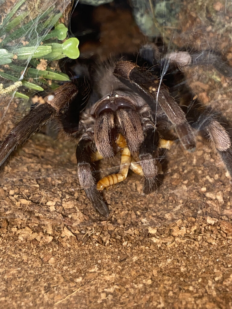 H. himalayana eating mealworms