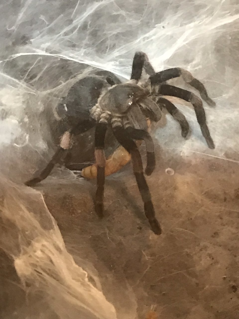 H. himalayana Fresh Post-Molt Action