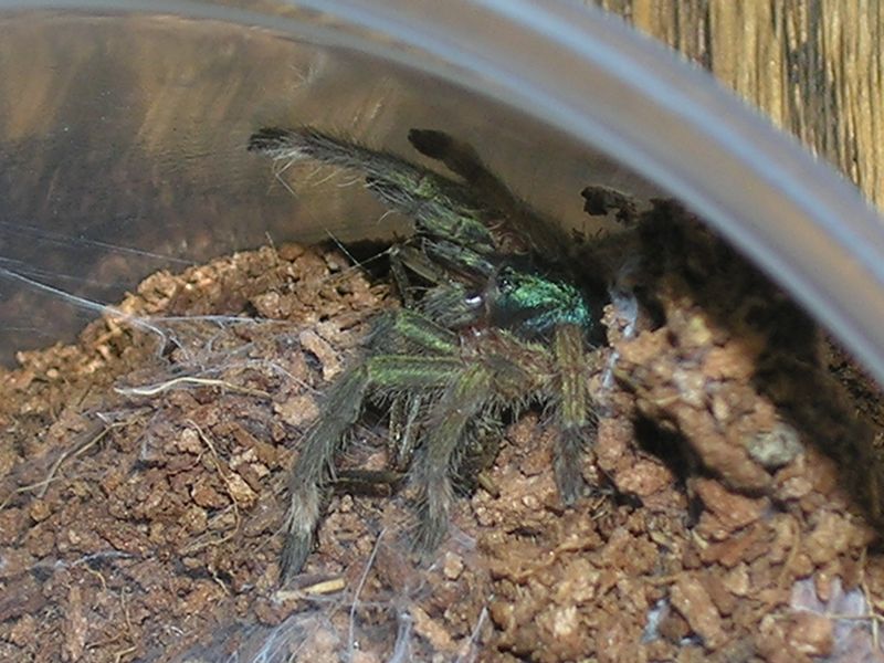 H. incei sling feeding