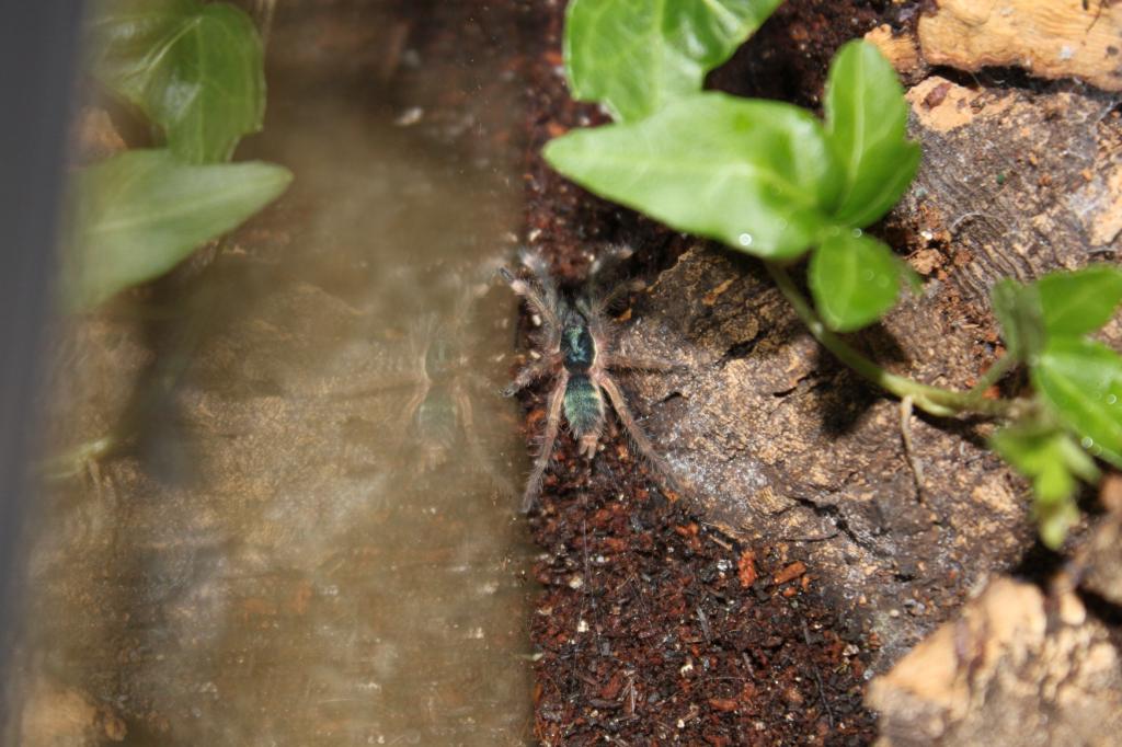 H. incei