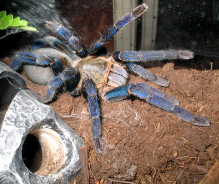 H.lividum Adult F.