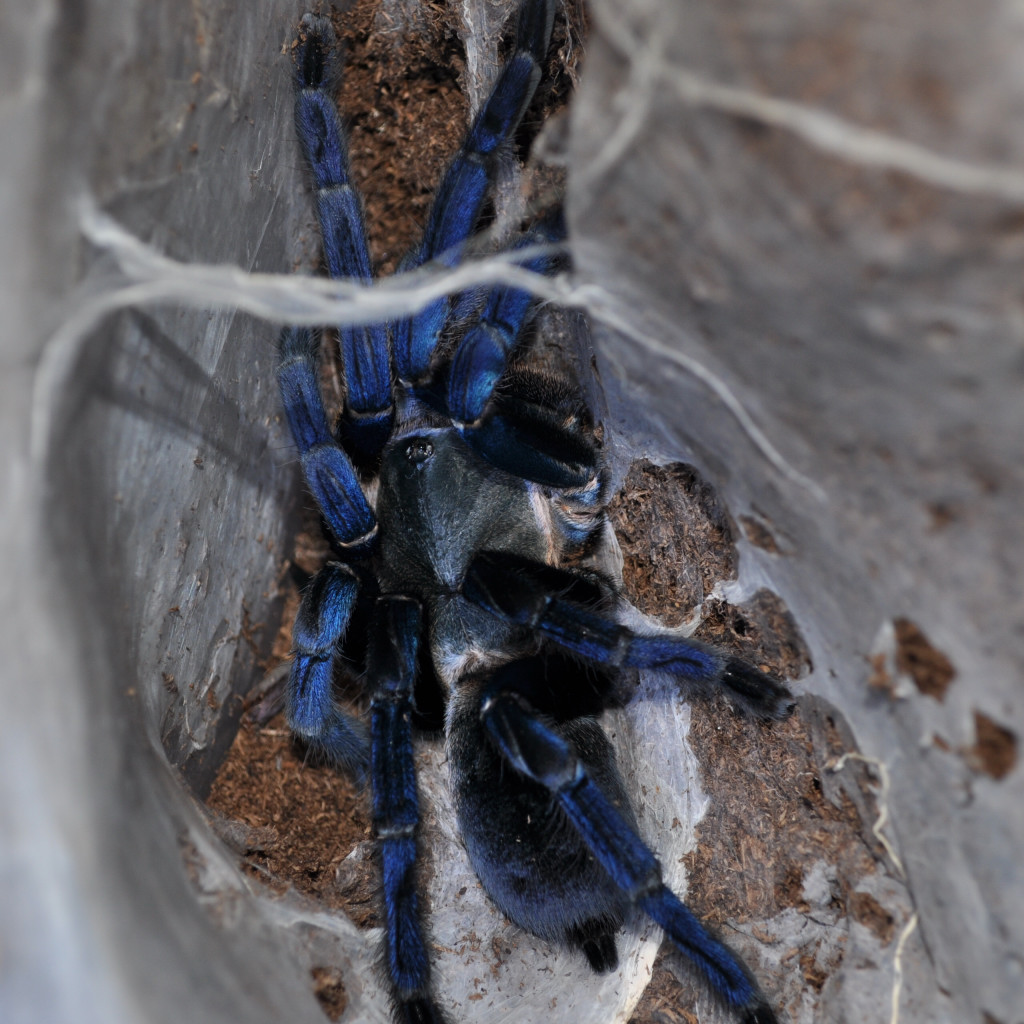 H. Lividum After Molt