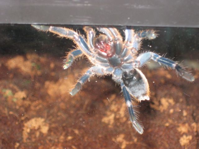 H. lividum Male or female?