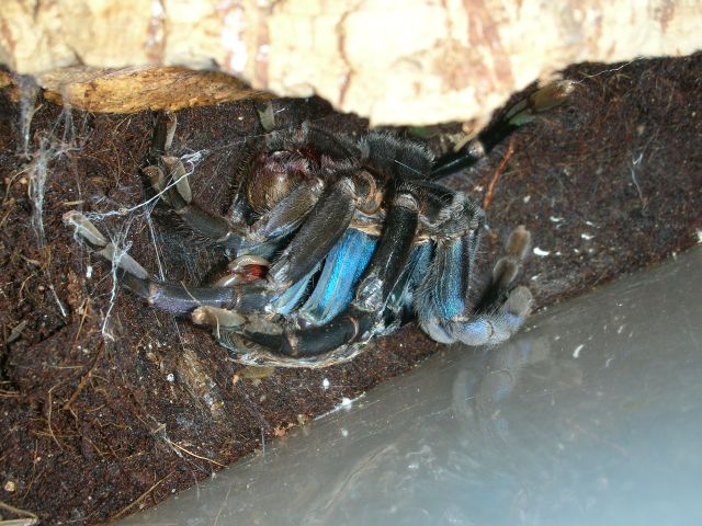 H.Lividum Molting