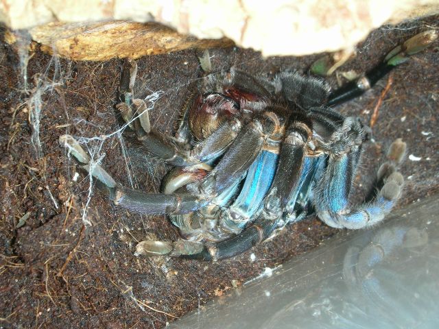 H.Lividum Molting