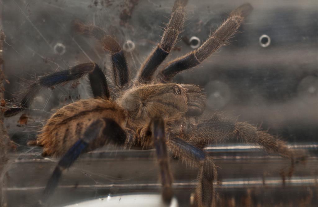 H Lividum sling unsexed