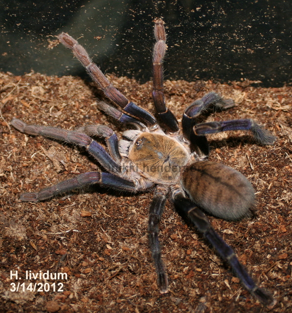 H. lividum