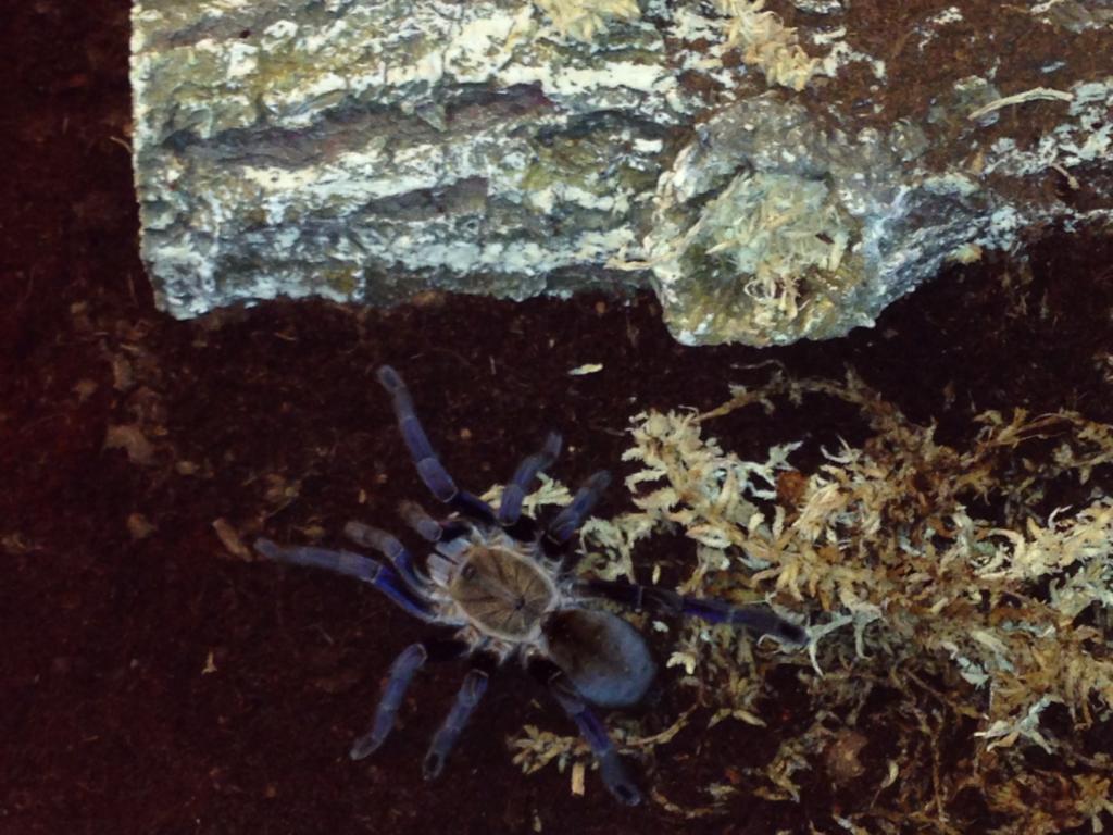 H Lividum